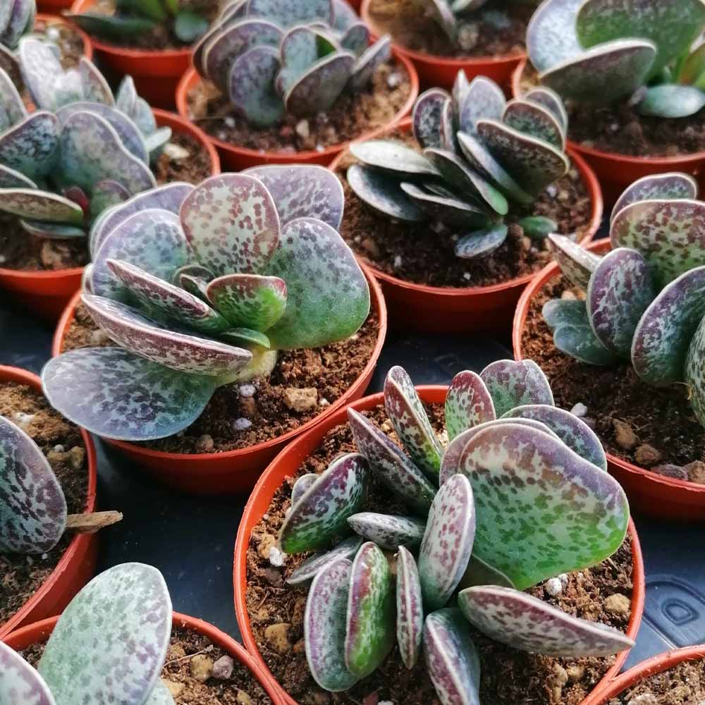 adromischus rupicola