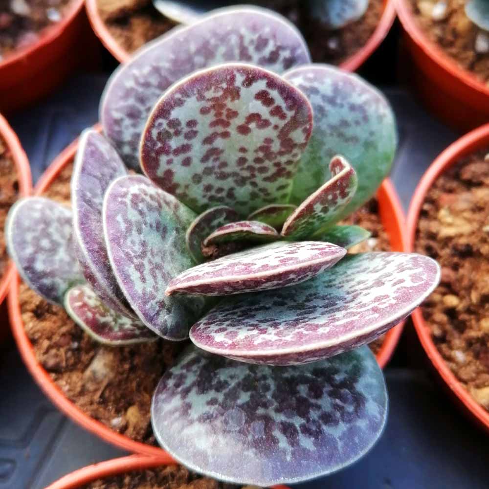 adromischus rupicola pianta