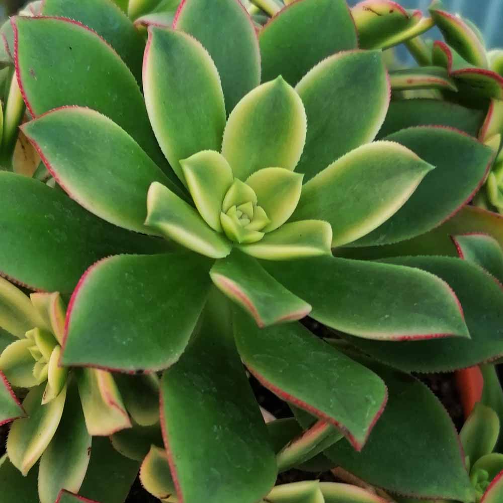 aeonium kiwi