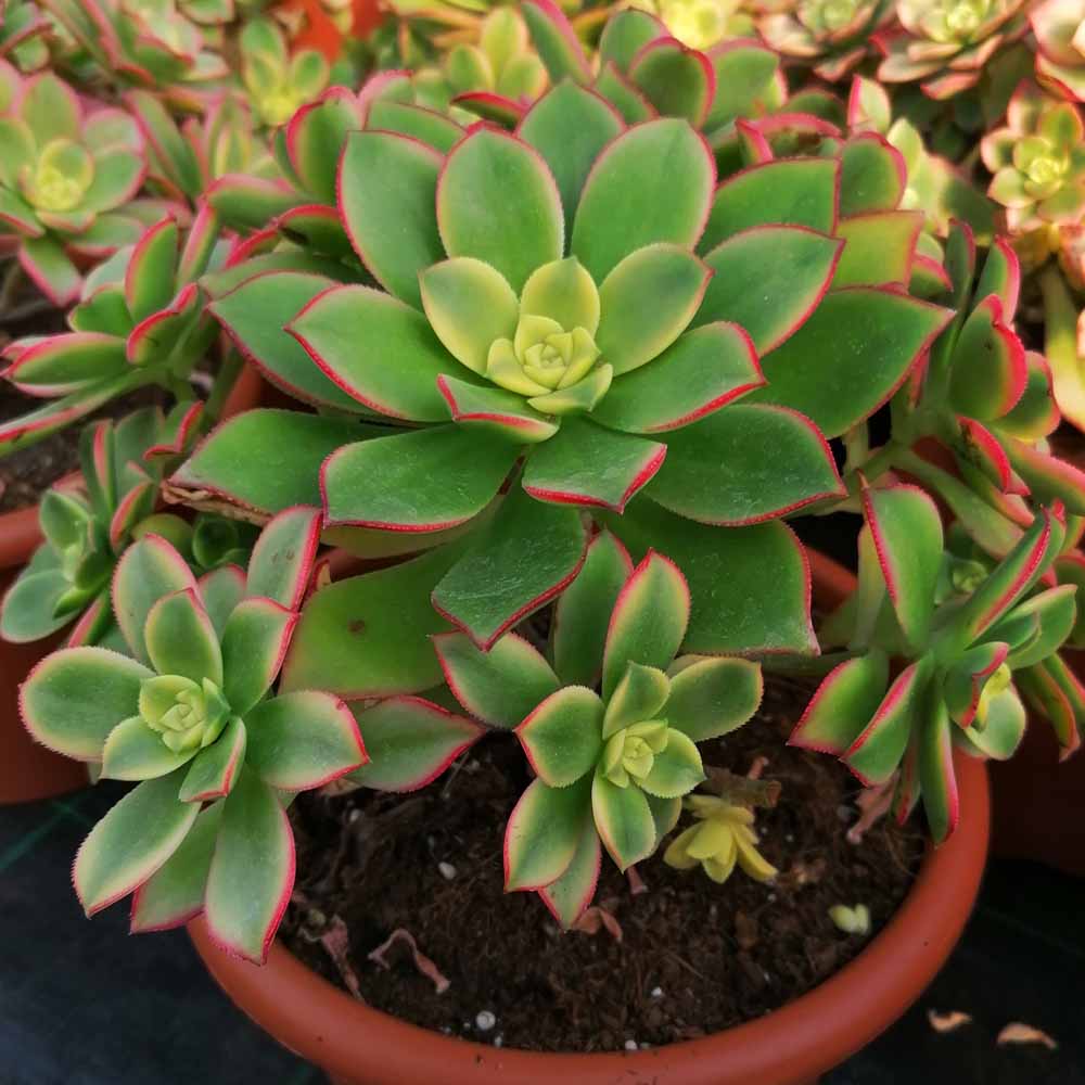 aeonium kiwi pianta