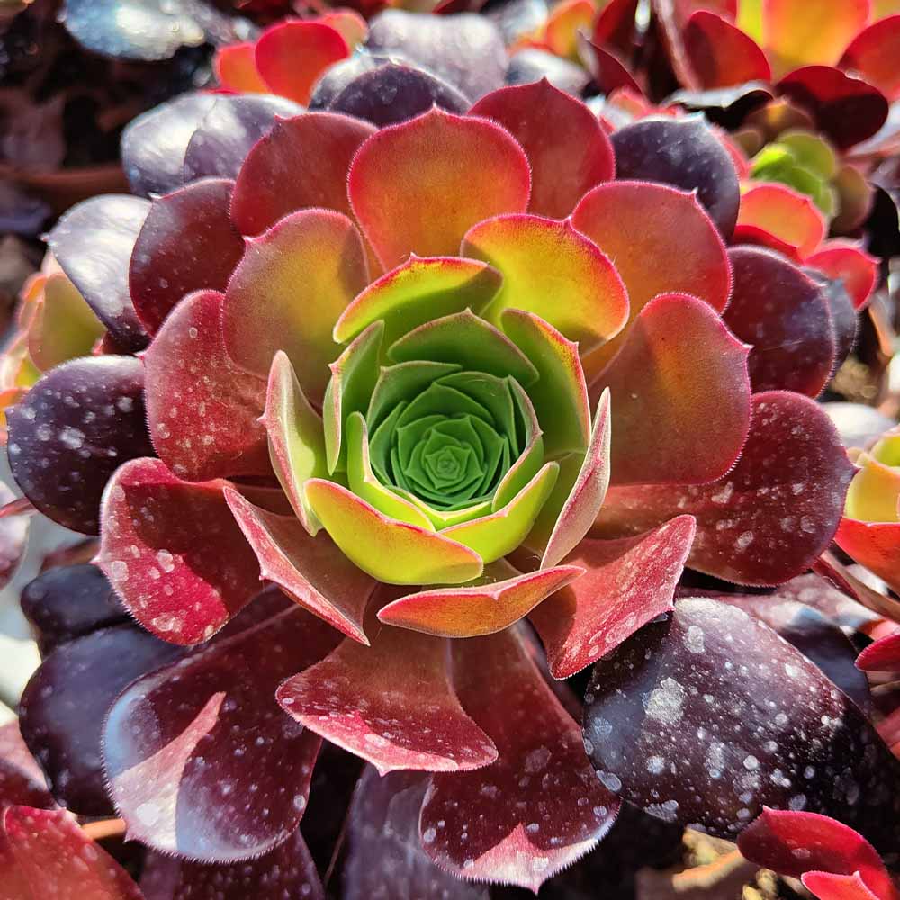 aeonium velour