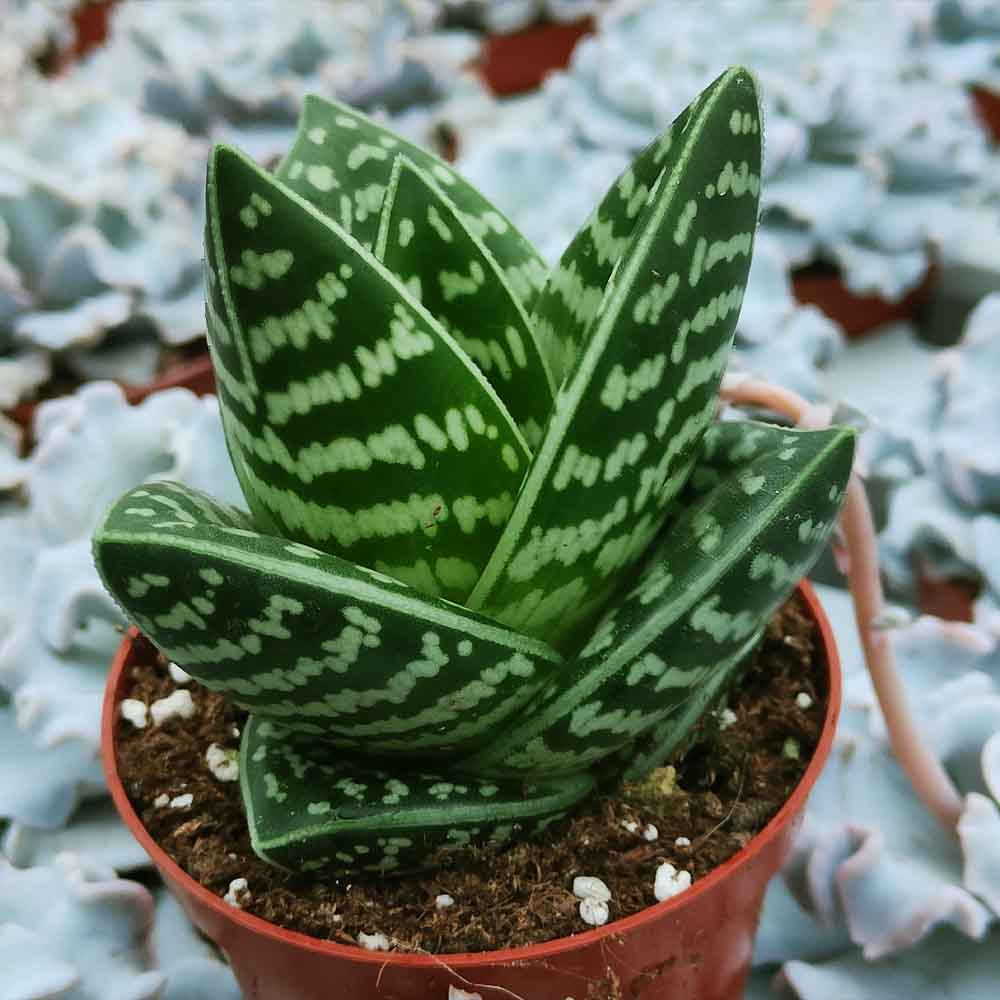aloe variegata