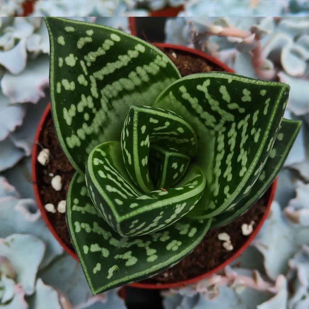 aloe variegata pianta