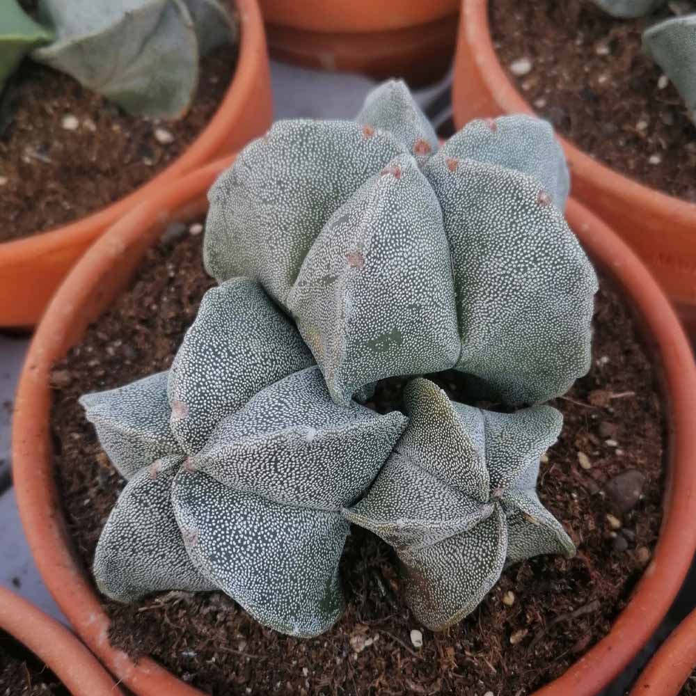 astrophytum myriostigma pianta