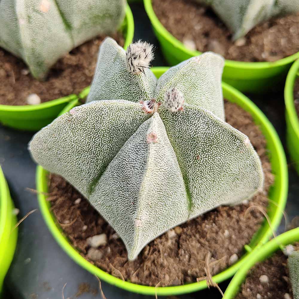 astrophytum myriostigma