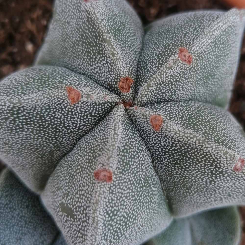 astrophytum myriostigma