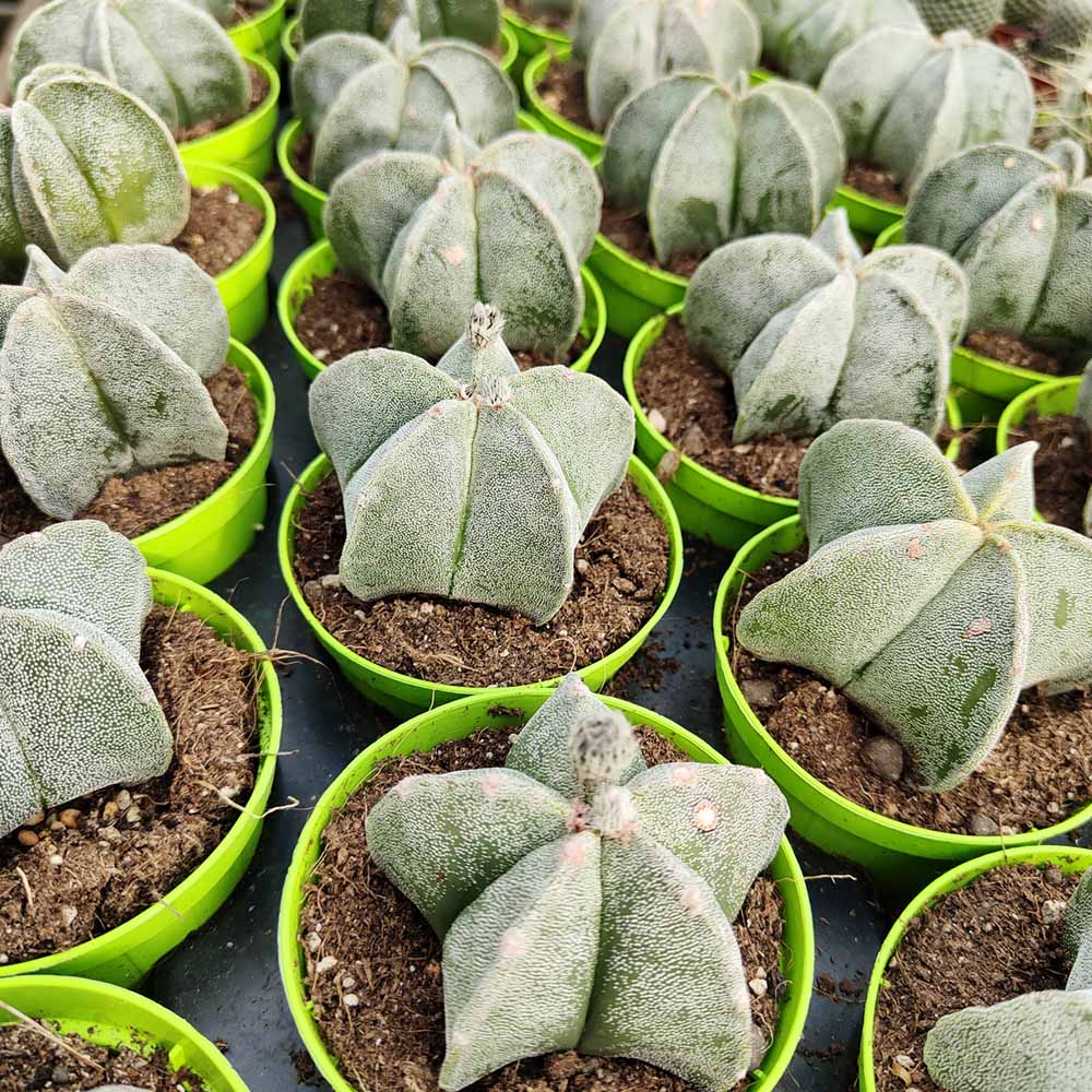 astrophytum myriostigma pianta