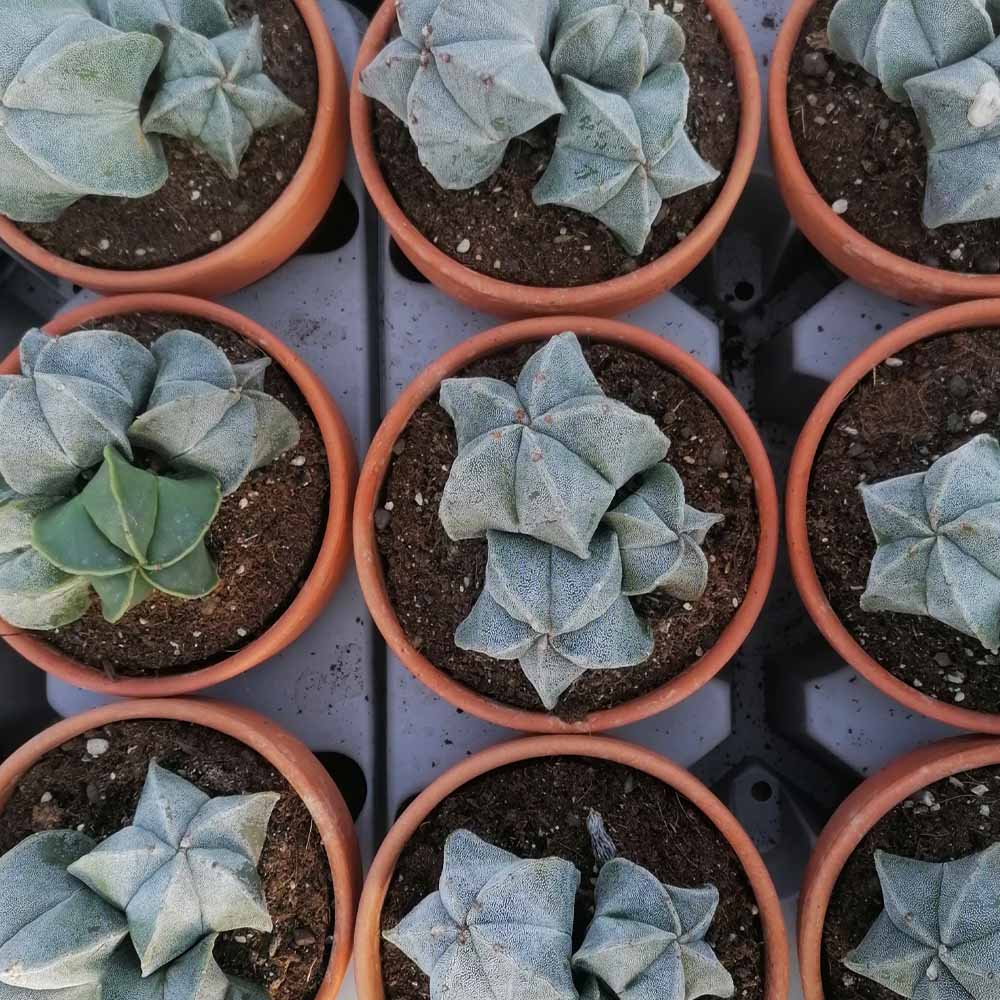 astrophytum myriostigma gruppo