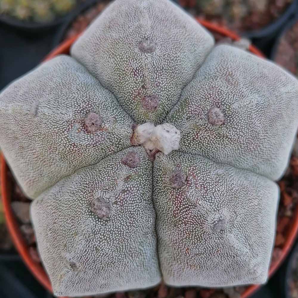 astrophytum myriostigma