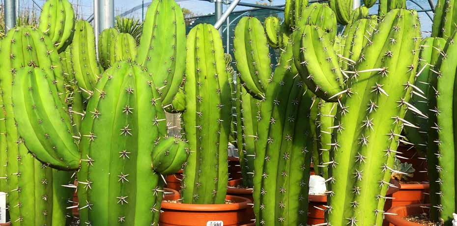 Spilly Cactus nursery with various cacti and succulents