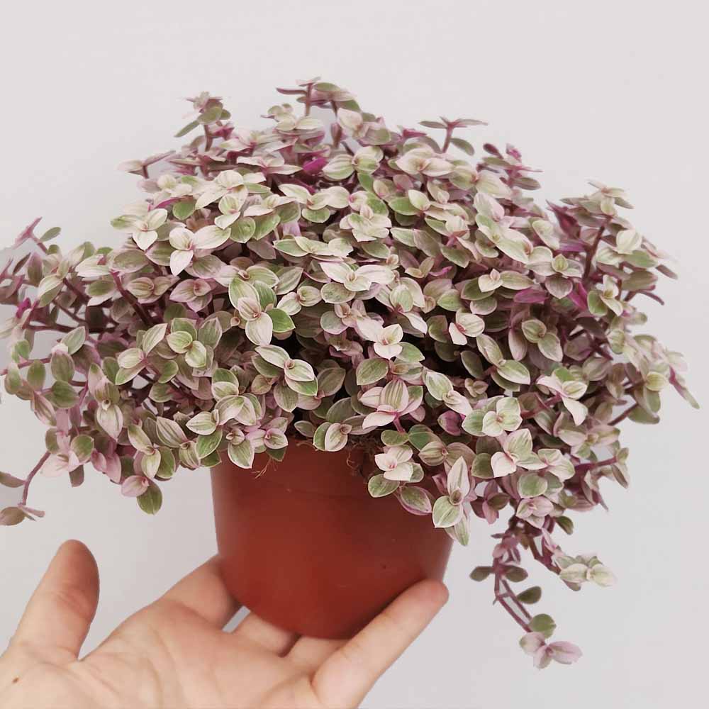 callisia pink lady variegata