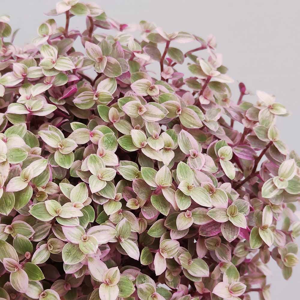 callisia pink lady