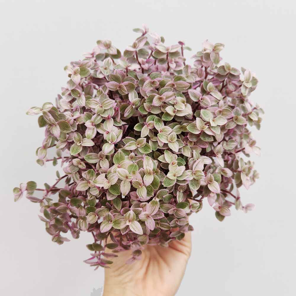 callisia repens pink lady
