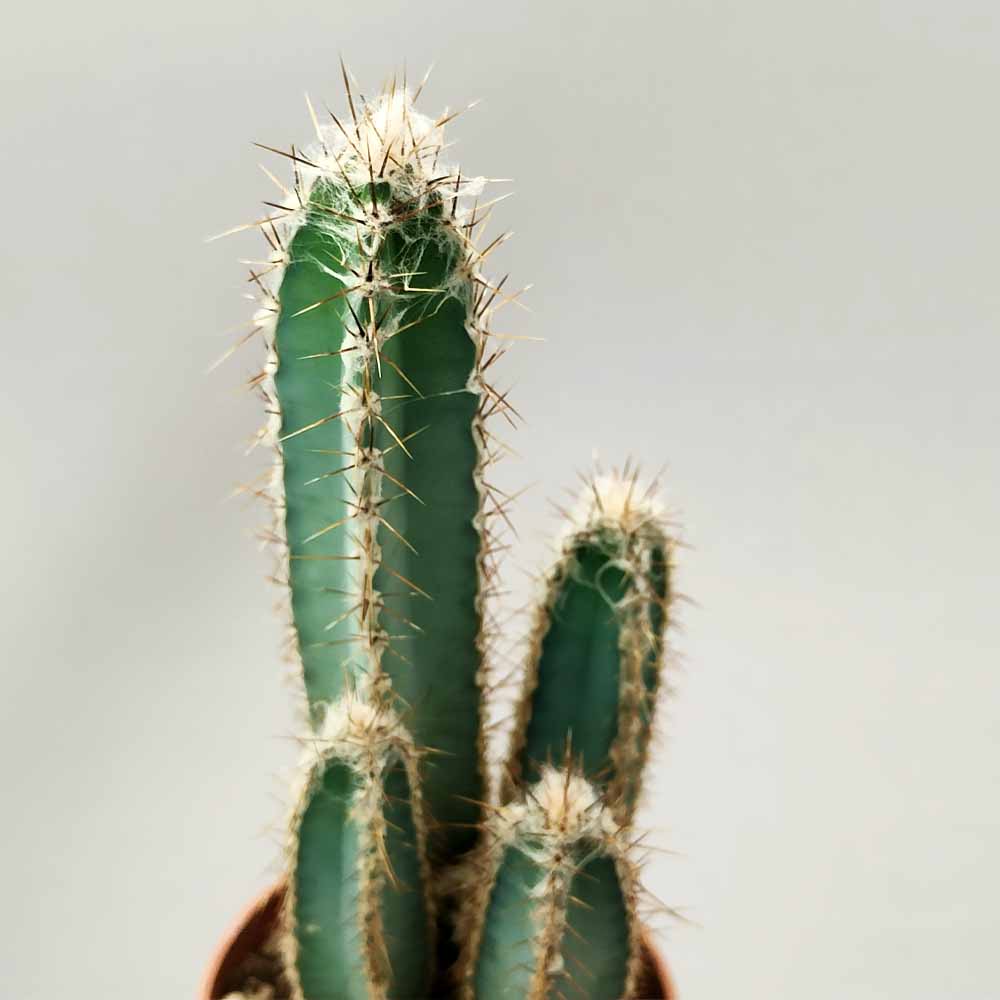 cereus forbesii pianta cactus