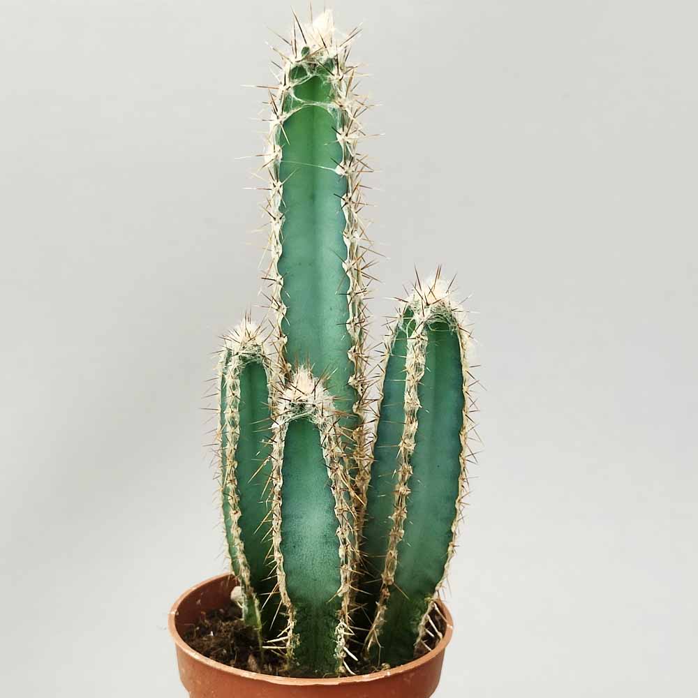 cereus forbesii pianta grassa