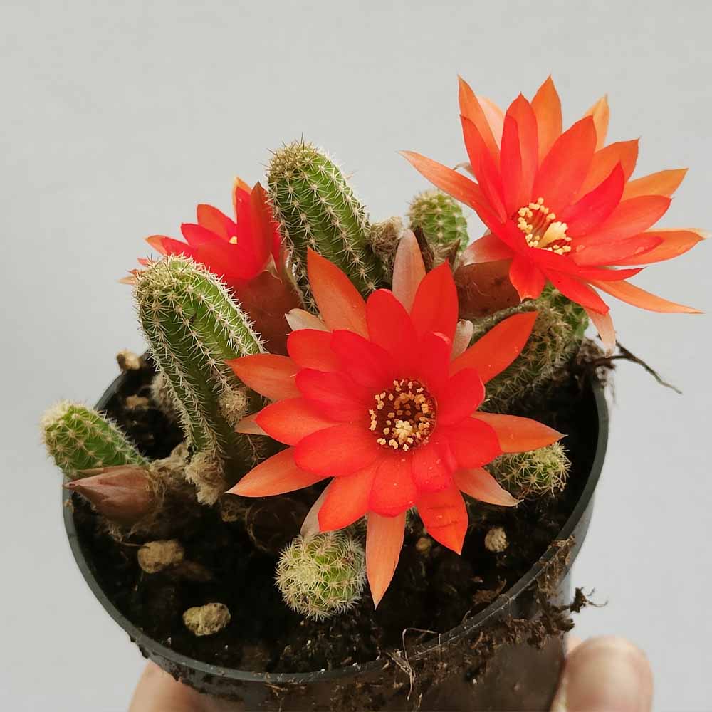 chamaecereus silvestrii fiore