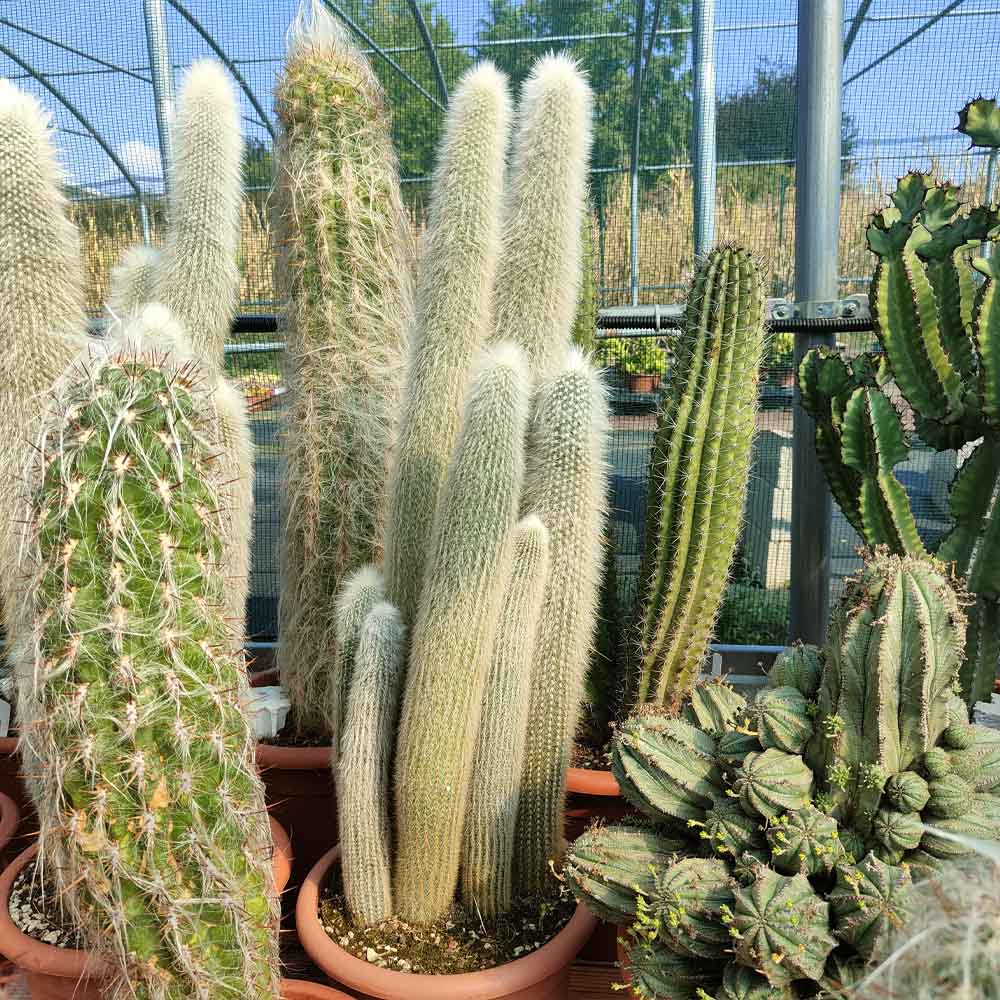cleistocactus strausii pianta