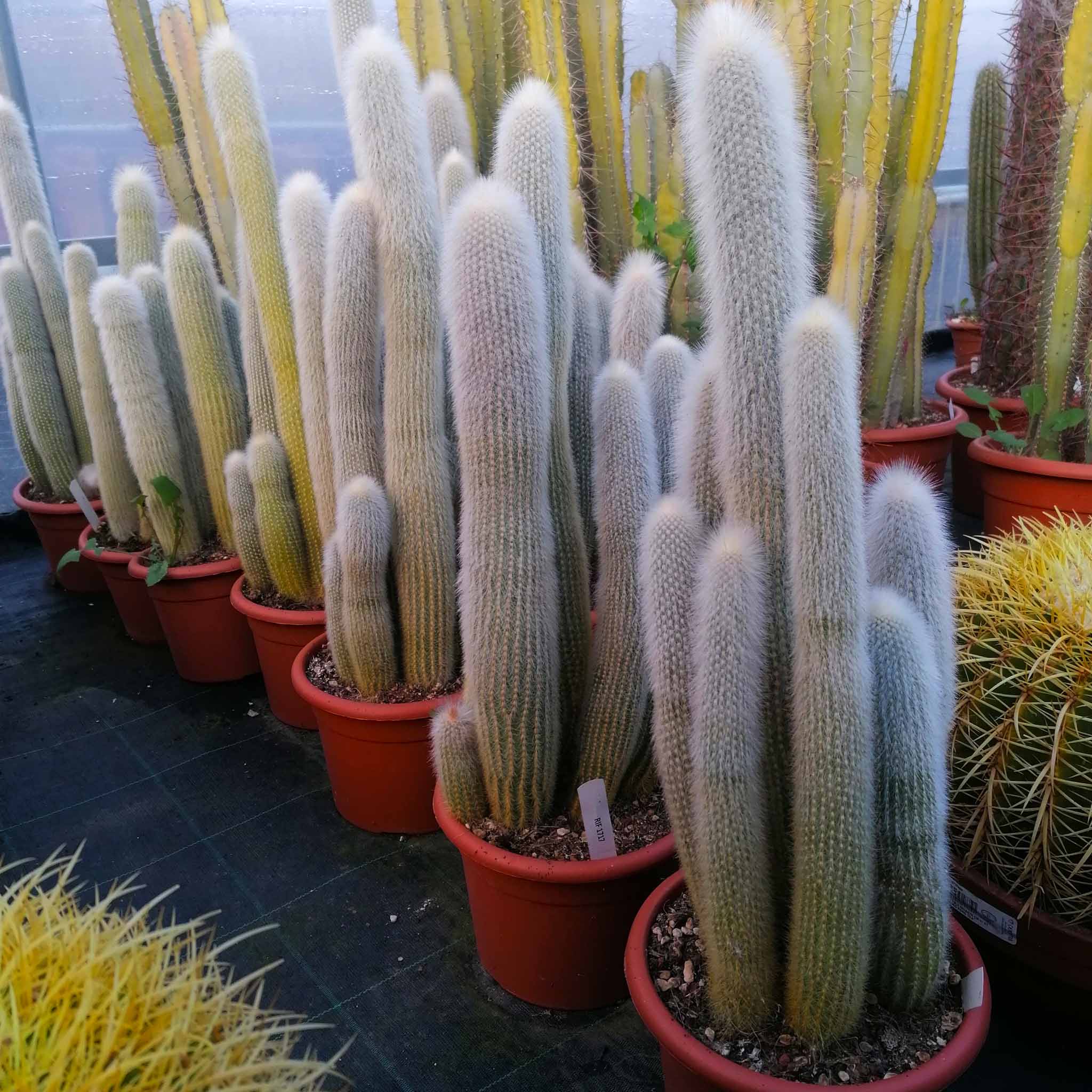 Cleistocactus strausii