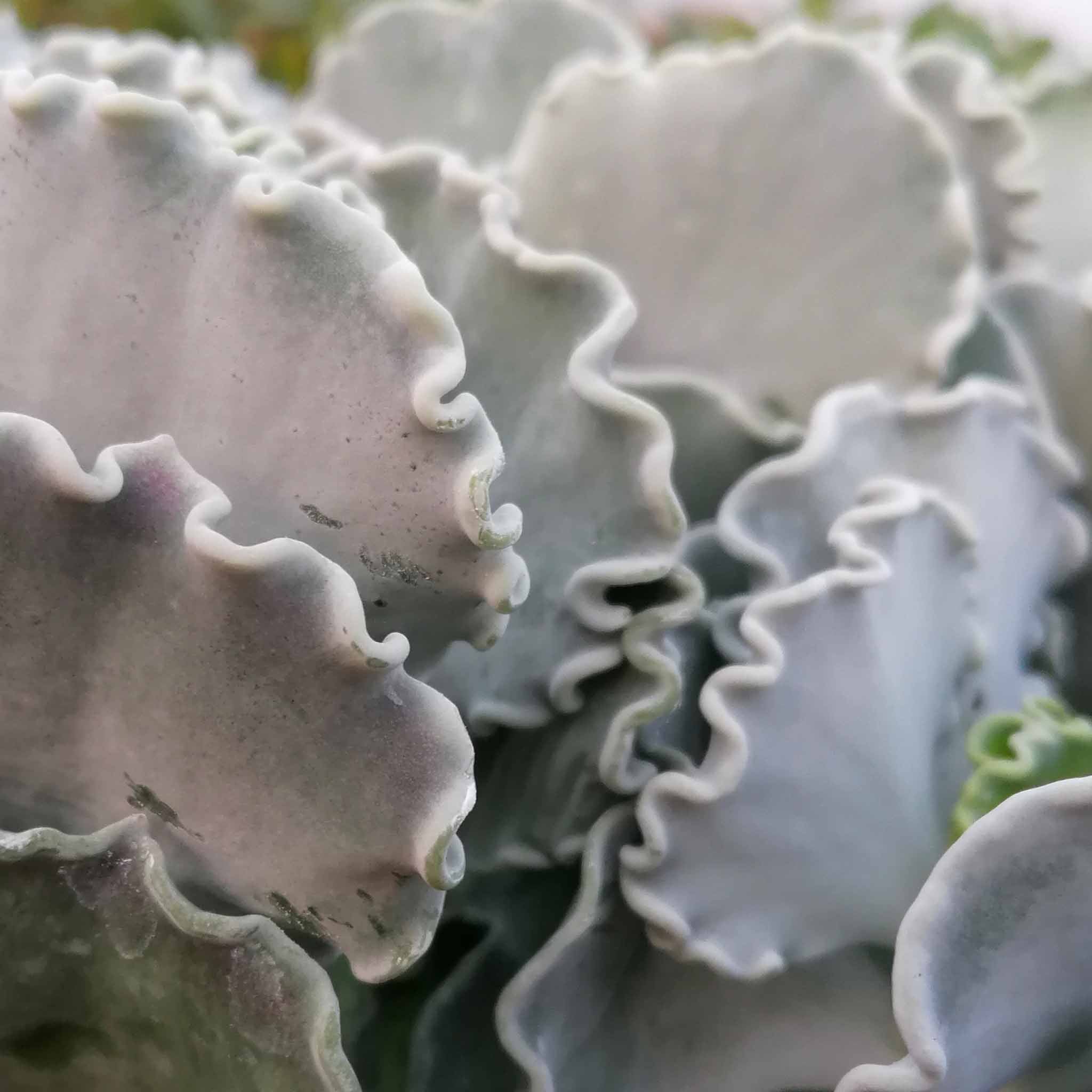 Cotyledon undulata