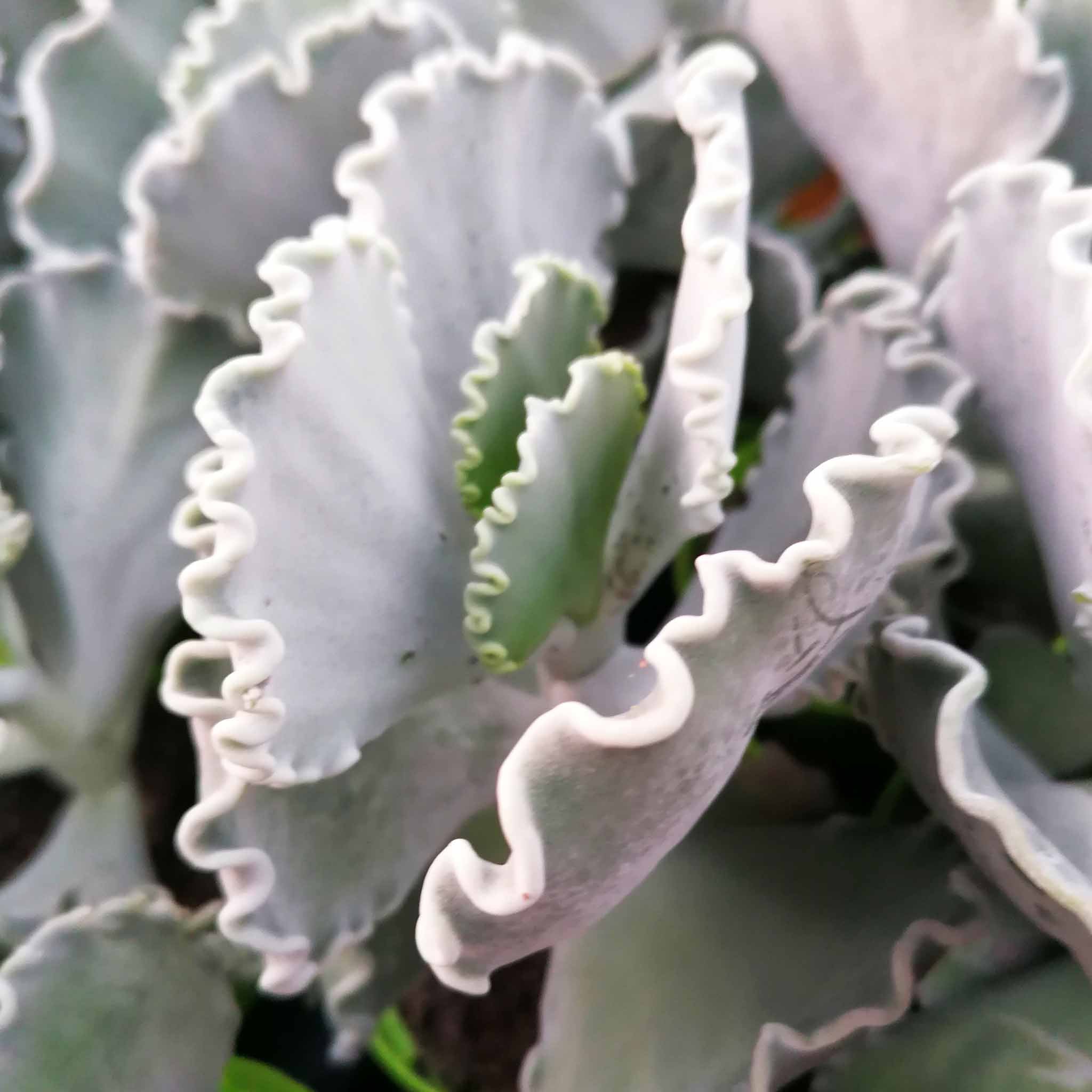 Cotyledon undulata