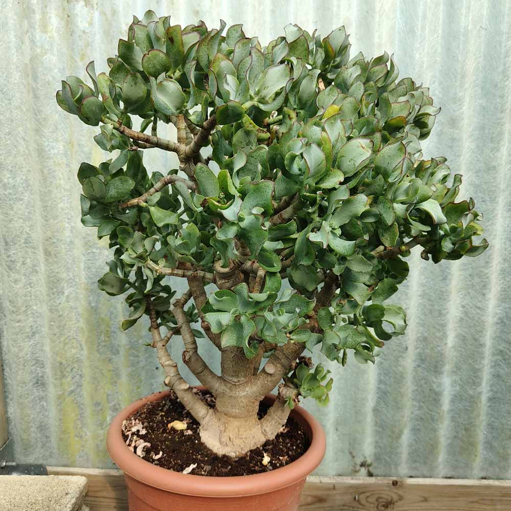 crassula arborescens blue waves