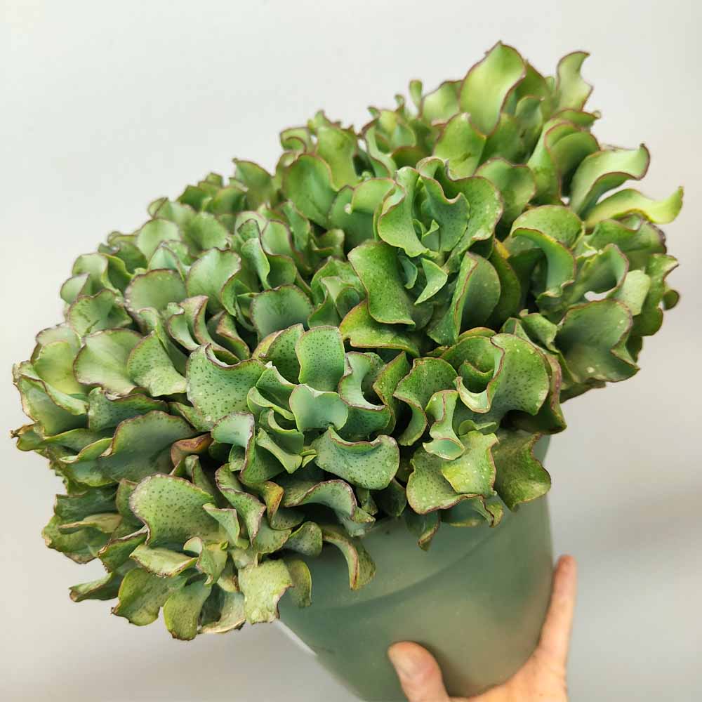 crassula arborescens blue waves succulente