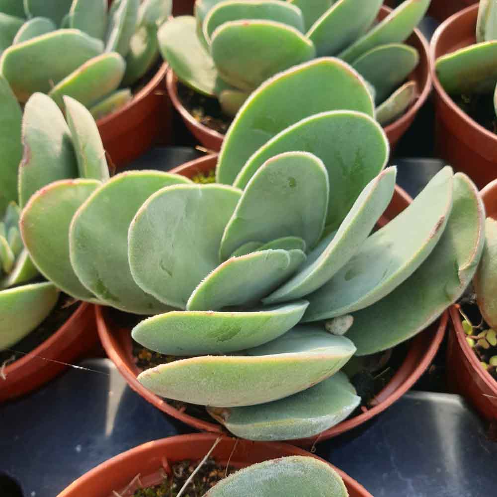 crassula cotyledonis pianta cactus