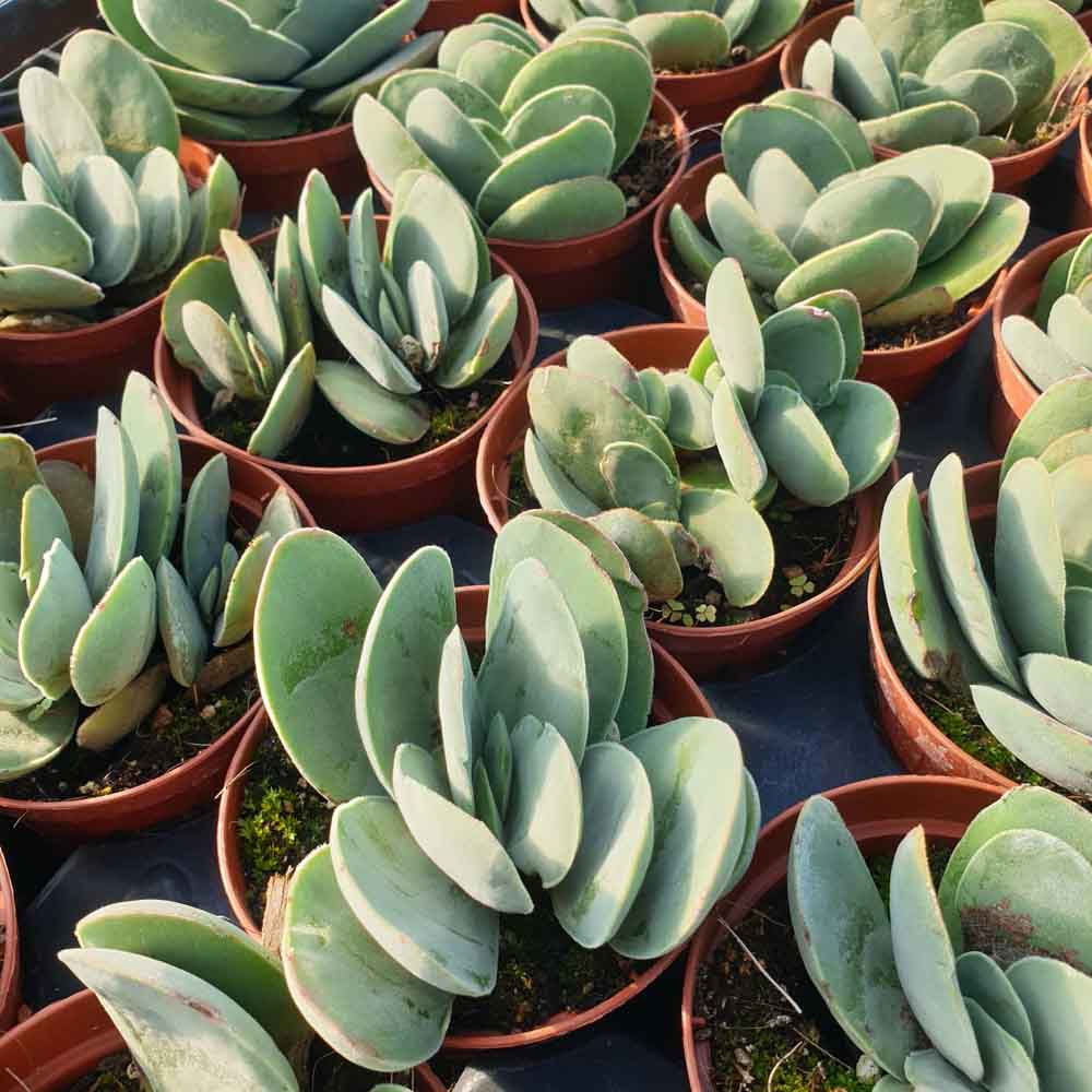 crassula cotyledonis pianta