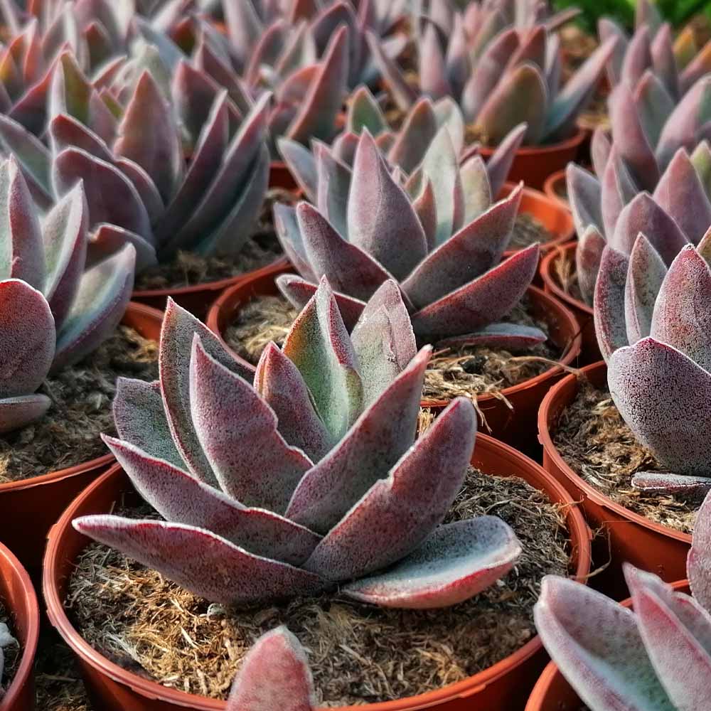 Crassula Garnet Lotus