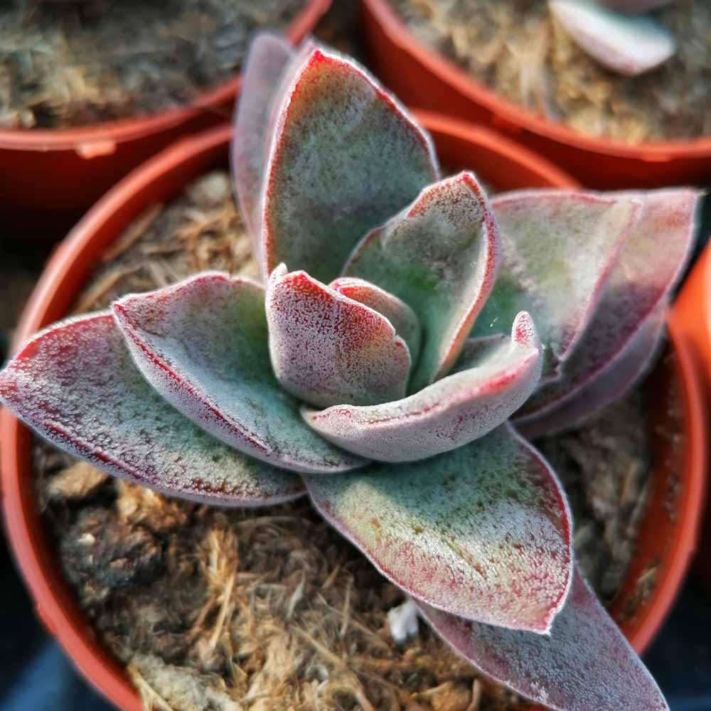 Crassula Garnet Lotus