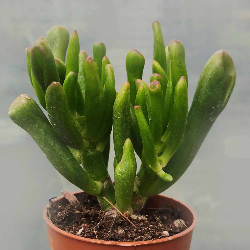 crassula hobbit baby