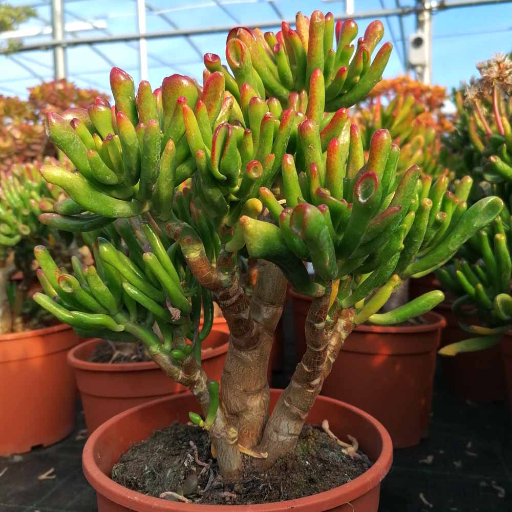 crassula hobbit