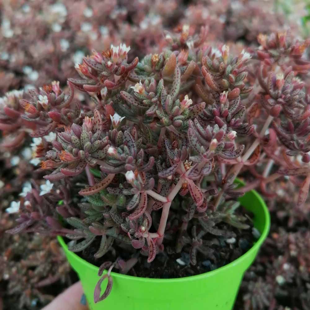 Crassula humbertii