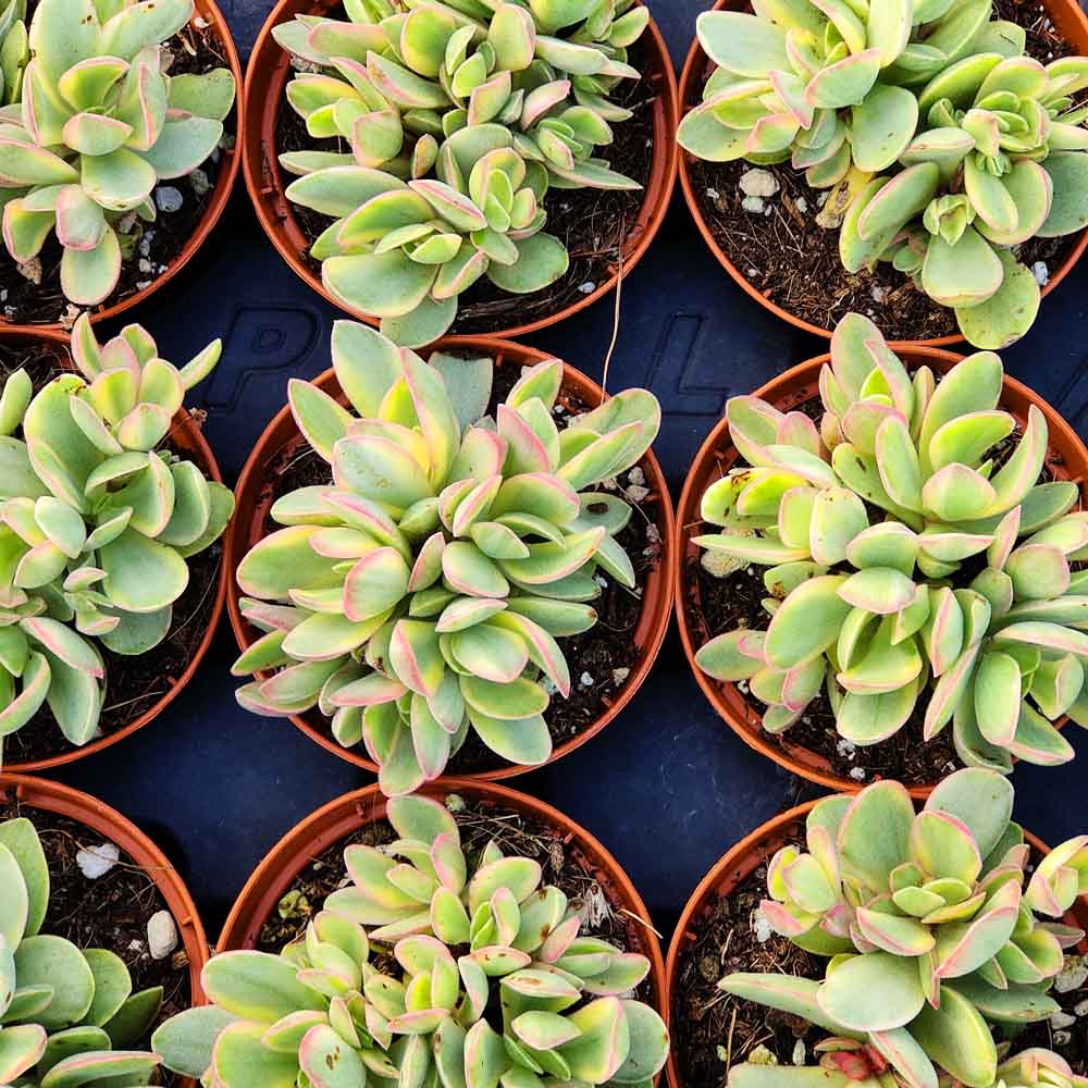 crassula money maker