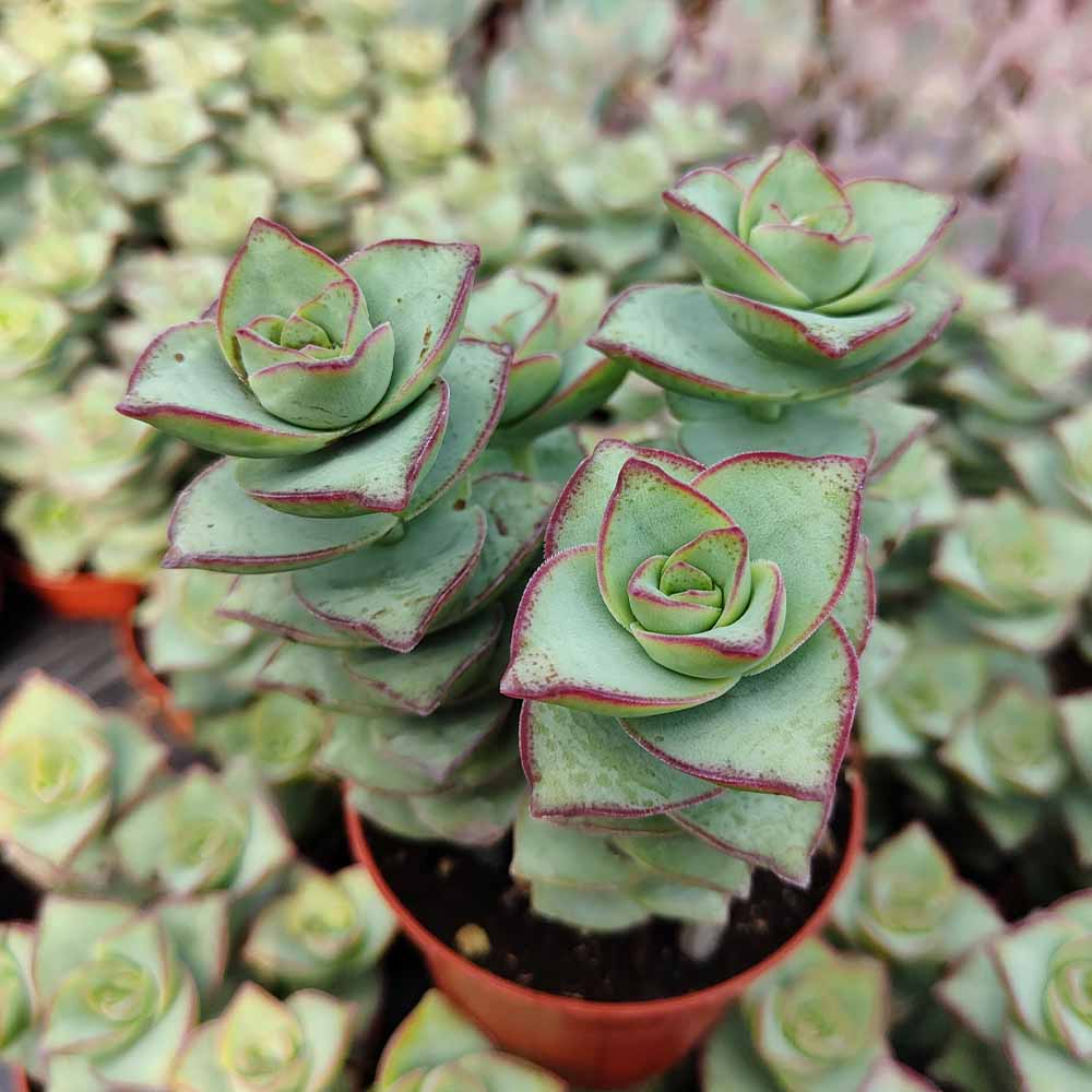 crassula perfossa pianta