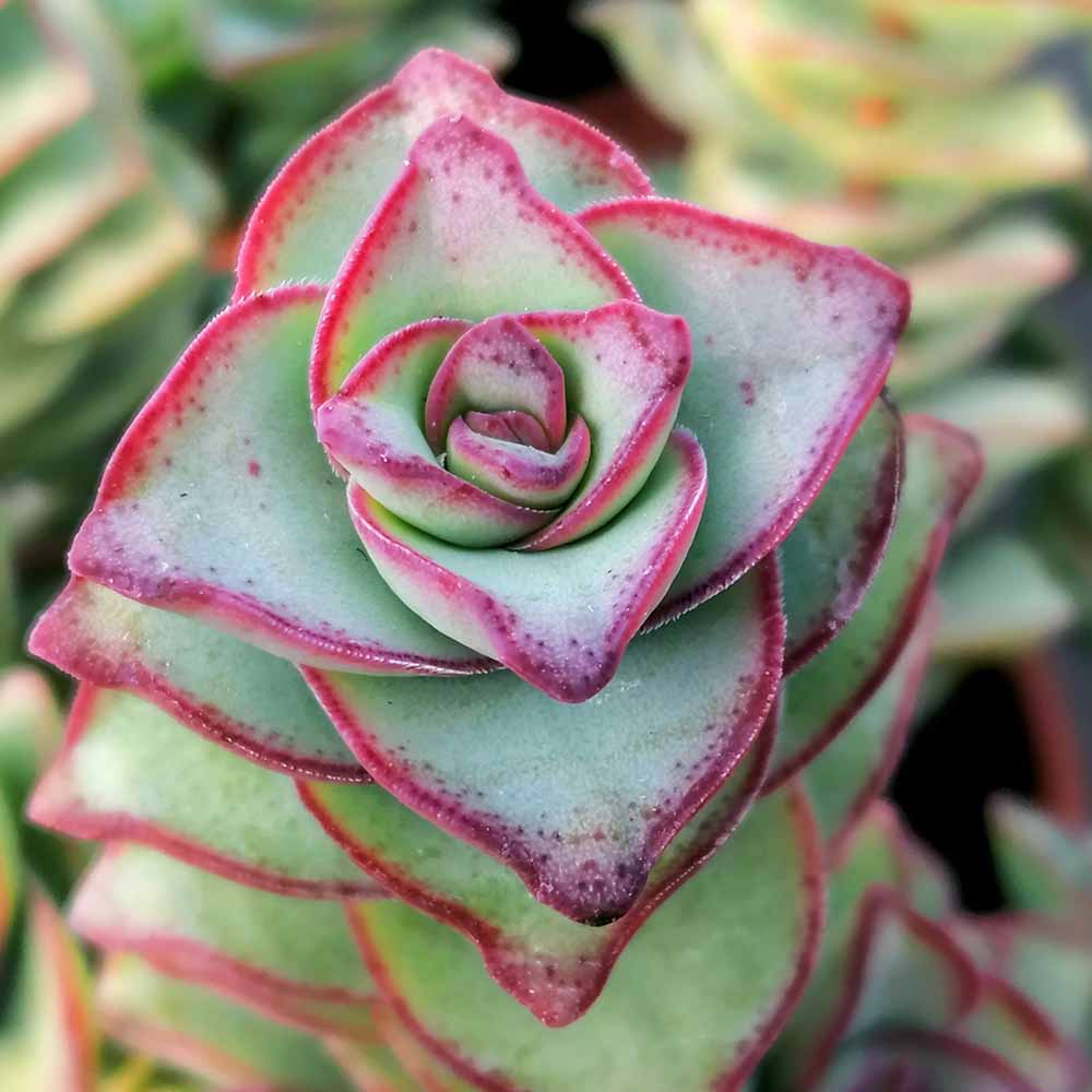 crassula perfossa