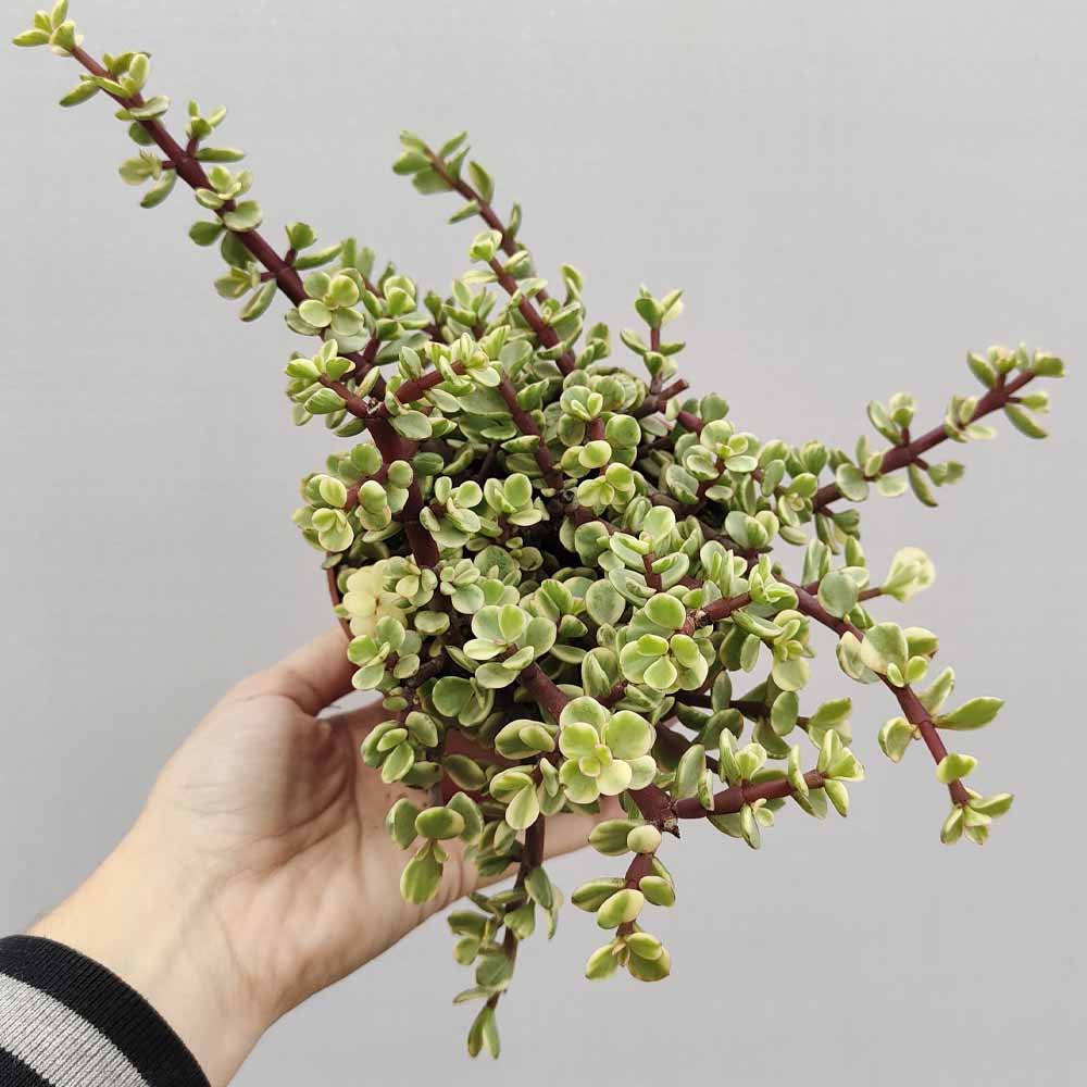 crassula portulacaria AFRA