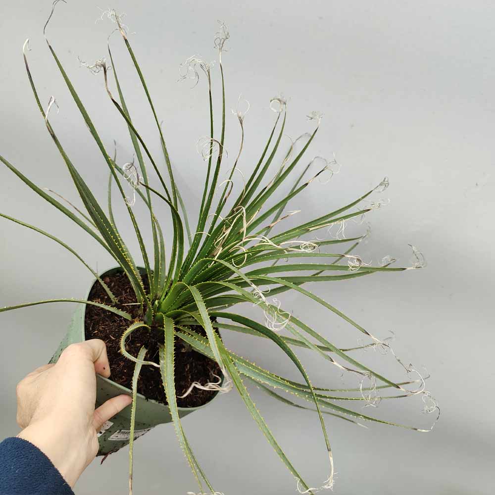 dasylirion wheeleri