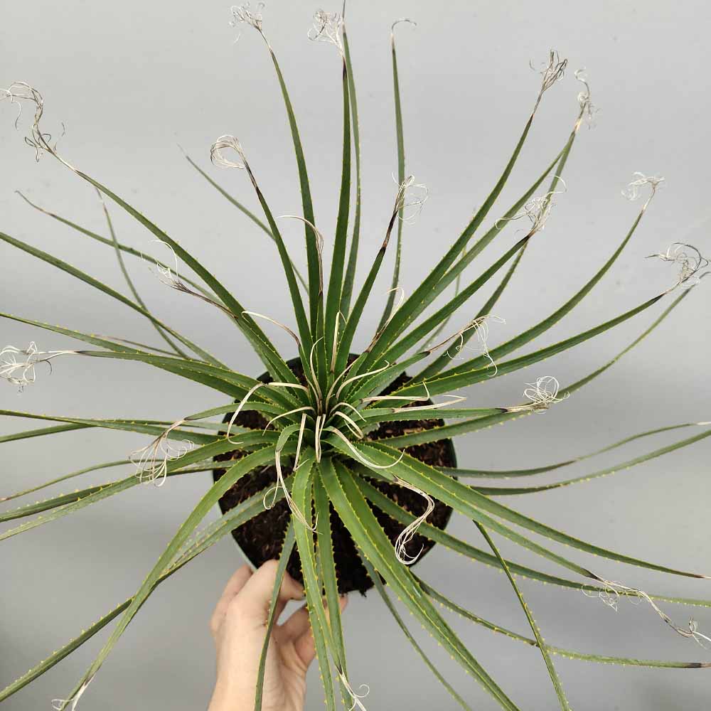 dasylirion wheeleri pianta