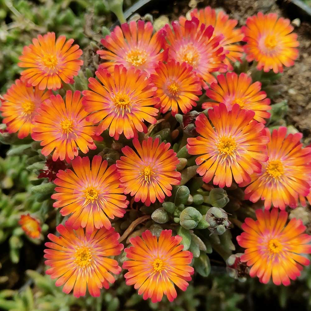 delosperma arancio