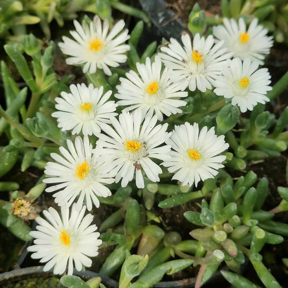 delosperma bianco