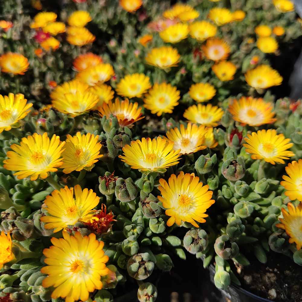 delosperma giallo