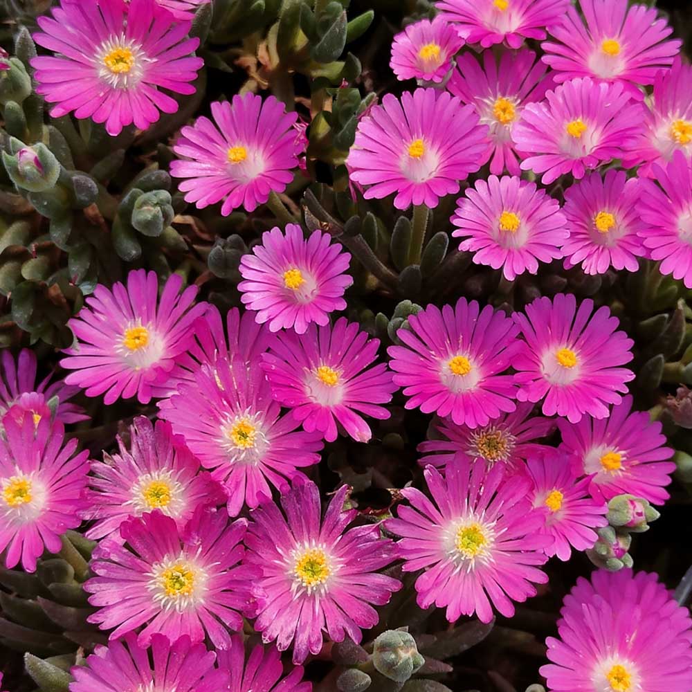 delosperma magenta