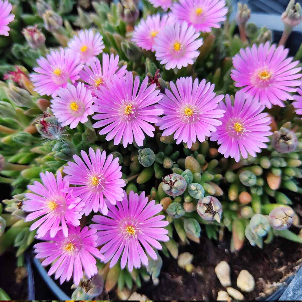 delosperma rosa