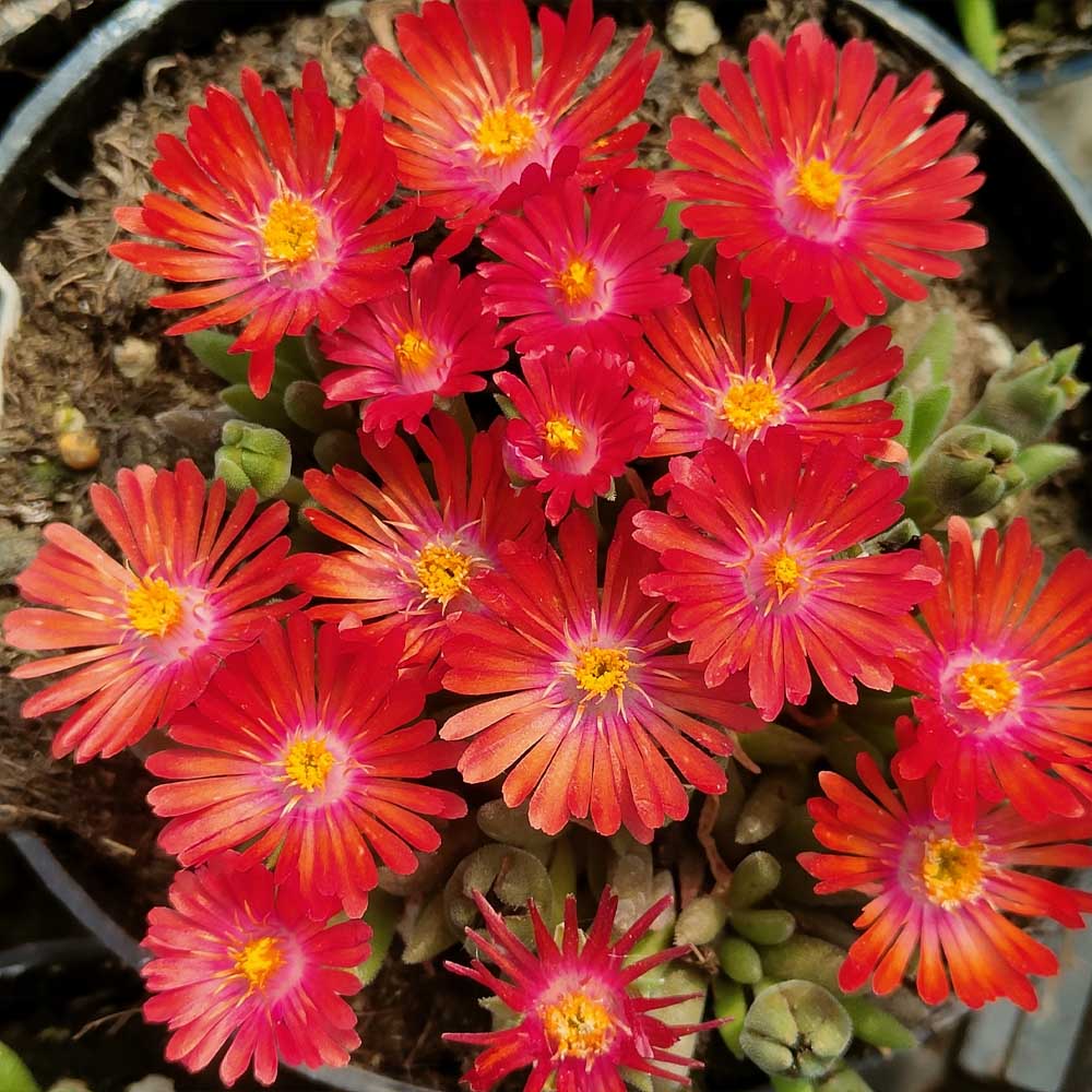 delosperma rosso