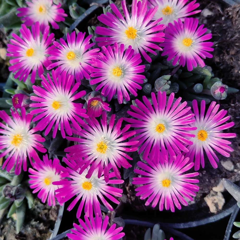 delosperma viola