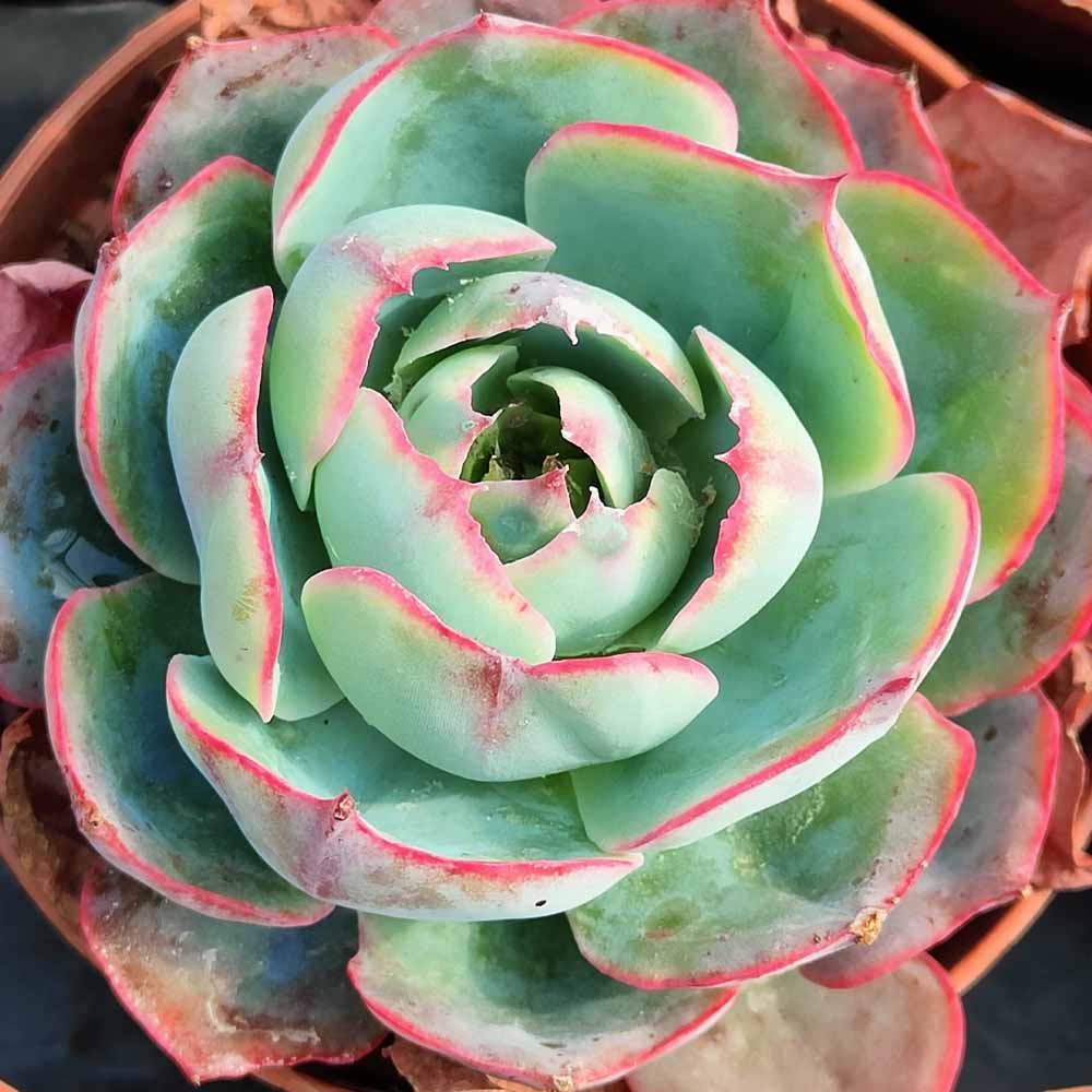 echeveria afterglow pianta grassa