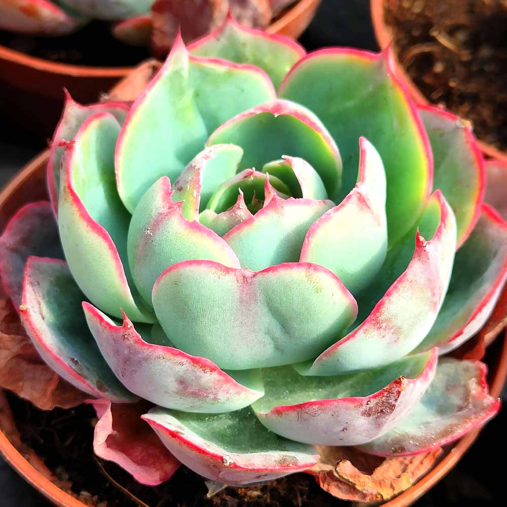 echeveria afterglow succulente