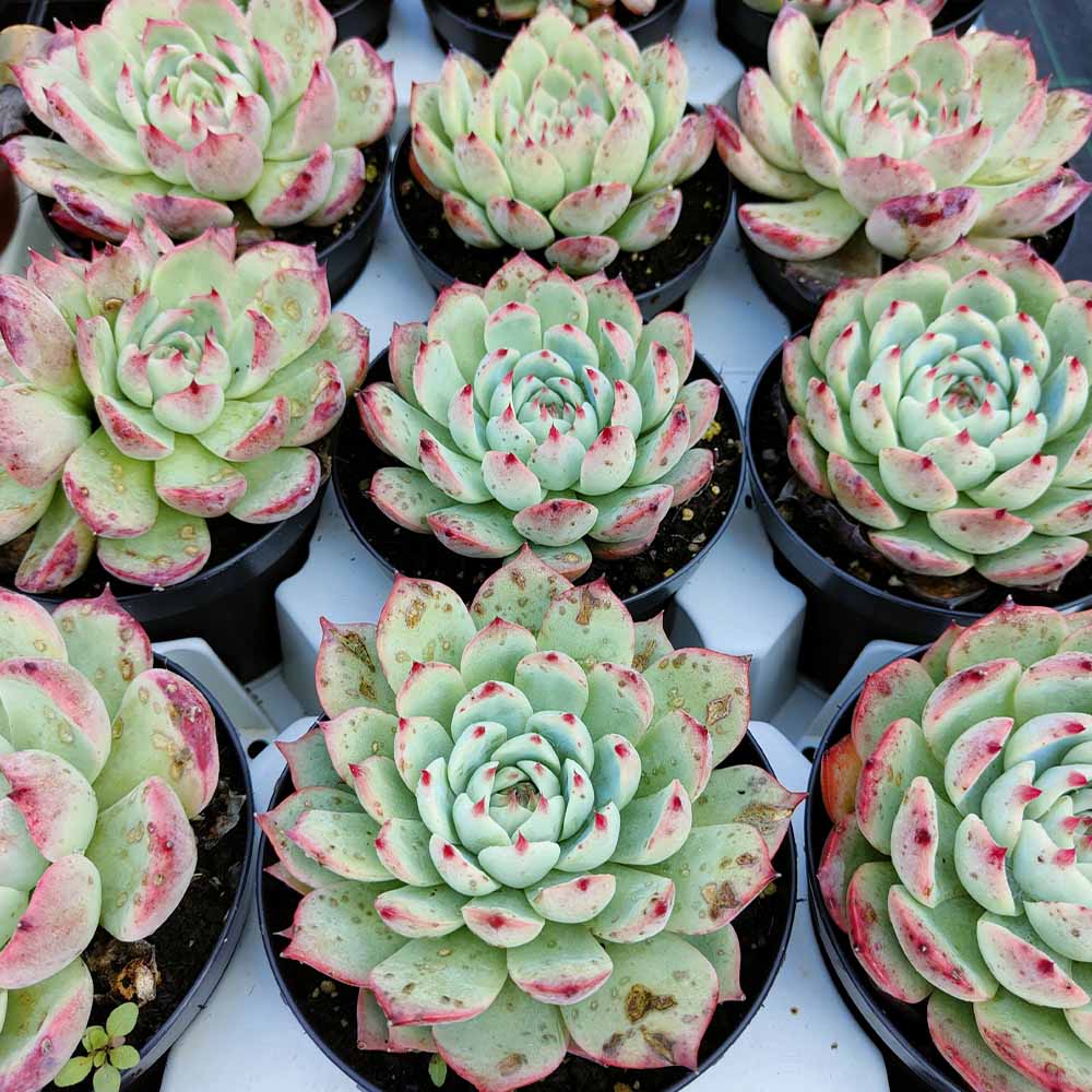echeveria chihuahuensis pianta