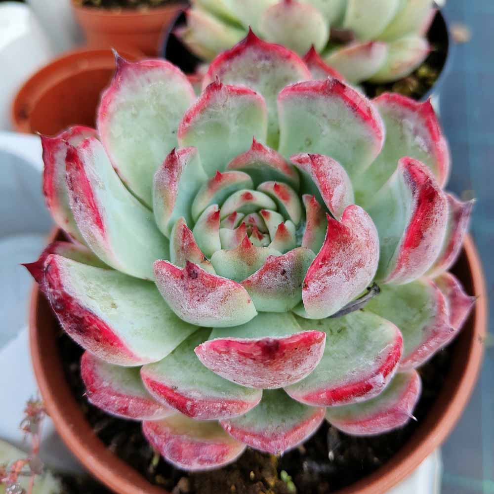 echeveria chihuahuensis